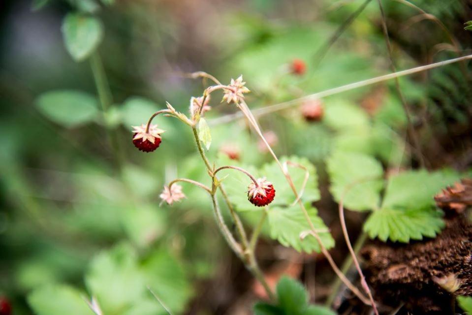 Kedra Village ภายนอก รูปภาพ